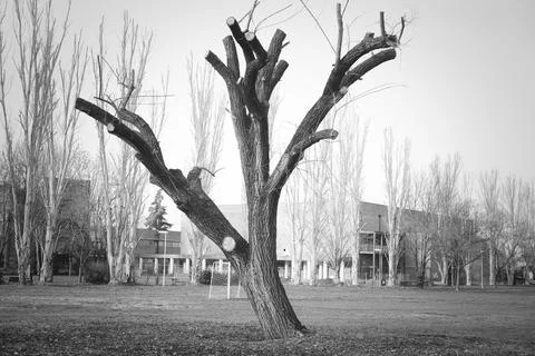 Bare tree without leaves in winter Stock Photos