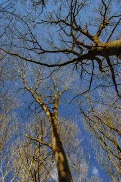 Bare trees against the background of the blue sky in March. Stock Photos