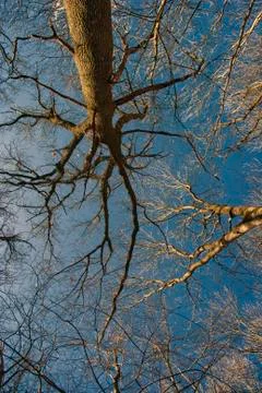 Bare trees against the background of the blue sky in March. Foto stock
