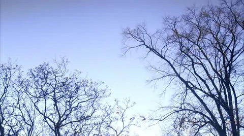 Bare trees against blue sky 스톡 동영상 11332003