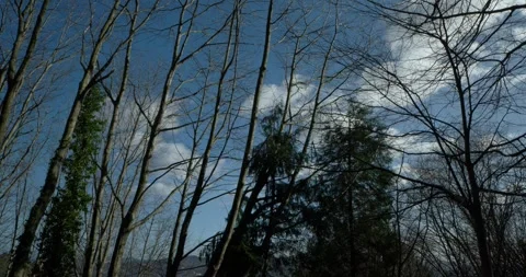 Bare trees against blue sky with clouds Stock Footage 328916105