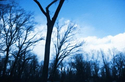 Bare trees against blue winter afternoon sky Stock Illustration