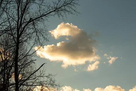 Bare trees against a clear sky with clouds Stock Photos