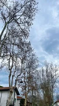 Bare trees against cloudy sky in residential area Stock Photos