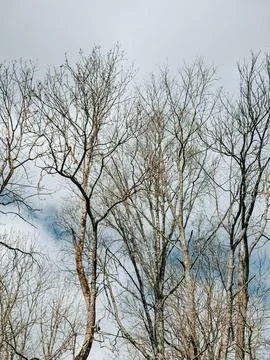 Bare Trees Against Cloudy Sky in Early Spring Nature Scene 库存照片