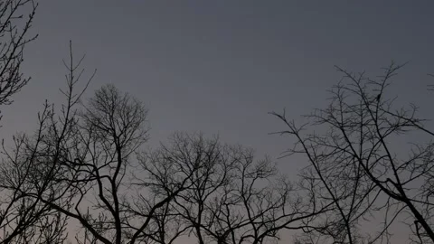 Bare trees against the dark blue sky in winter Stock Footage 166549425