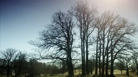 Bare trees against the sky Stock Footage 11292524