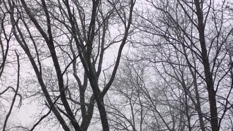 Bare trees against the sky 스톡 동영상 81230346