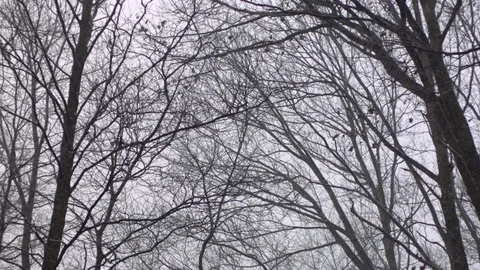 Bare trees against the sky Stock Footage 81230356