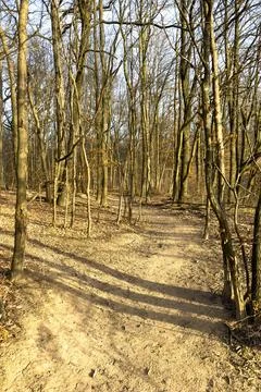 Bare Trees Along a Forest Path Stock Photos