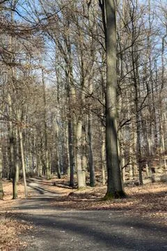 Bare Trees Along a Forest Path Stock Photos