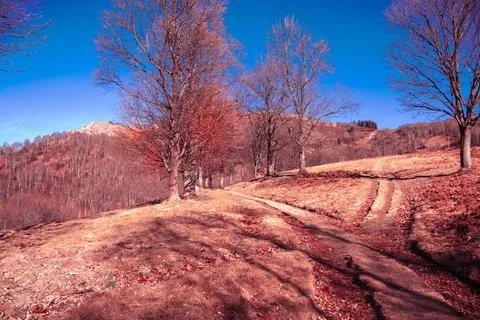 The bare trees along the mountain path. Stock Photos