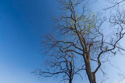 Bare trees along a road Stock Photos