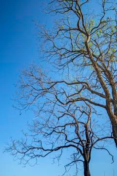 Bare trees along a road Foto stock