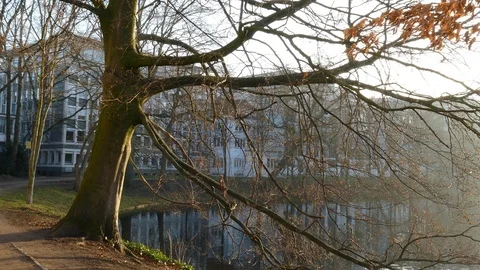 Bare trees and apartment buildings in winter with morning fog at a park pond, Stock Footage 123998714