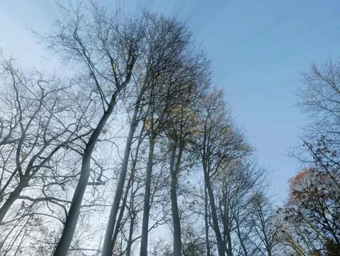 Bare trees and a blue sky. 库存照片