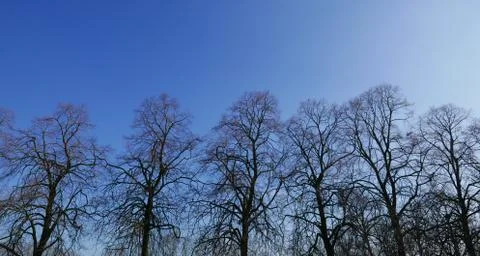 Bare trees and a blue sky. Fotos Stock