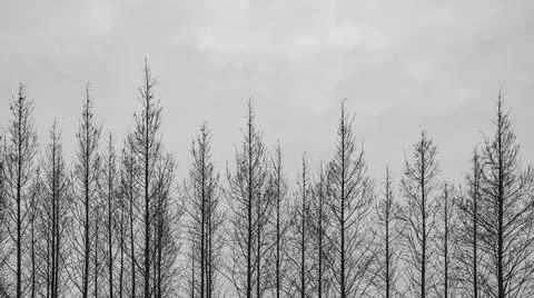 Bare Trees And Branches At Winter Time, Black And White Abstract Scene 스톡 사진