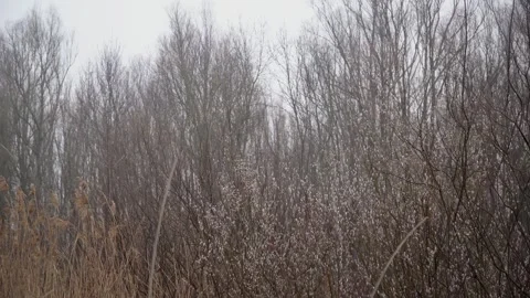 Bare trees and dry grass in foggy winter day Stock Footage 253155058