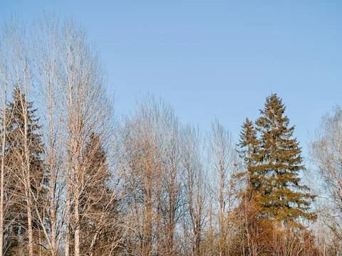 Bare Trees and Evergreen Forest Against Clear Blue Sky Stock Photos