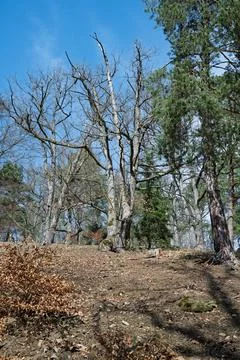 Bare Trees and Evergreens Stock Photos