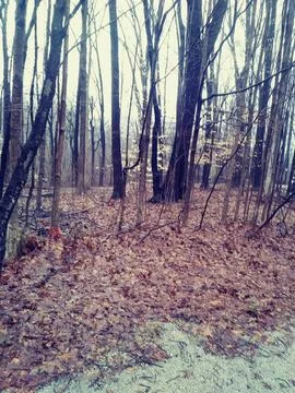 Bare trees and fallen leaves Foto stock