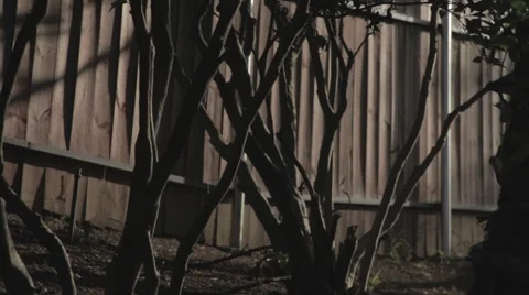 Bare Trees and Fence Stock Footage 5490421