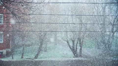 Bare trees and the grass covered by white, clean, fluffy snow, against the Stock-Footage 130349287