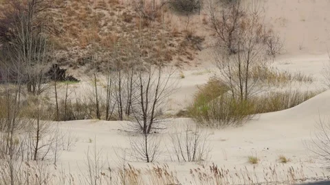 Bare trees and grass growing on sand dunes 스톡 동영상 340486434