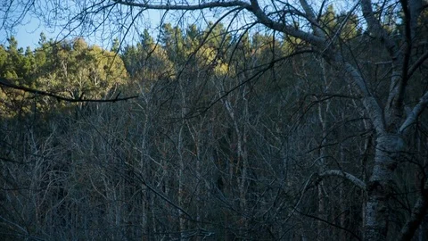 Bare trees and green trees in the forest Stock Footage 94882821