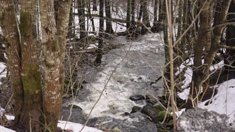 Bare Trees and Murky River Flow in Winter Thaw – 120fps Vidéo 309460860