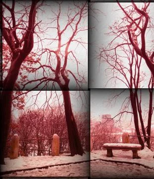 Bare trees and old bench in red tones Stock Photos