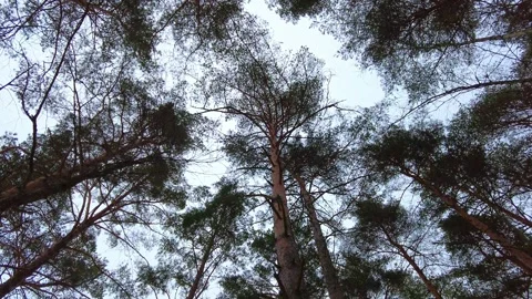 Bare trees and pines tops in the day sky Stock Footage 297780609