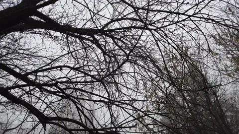 Bare trees and sky in the misty mystical autumn forest. Walk in the woods Video stock 164353683