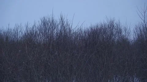 Bare trees and snow with wind in winter forest in cloudy weather Video stock 149137472