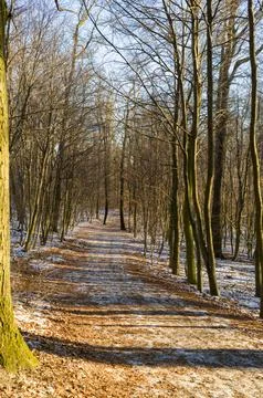 Bare Trees and Snowy Path Stock Photos