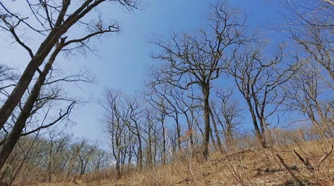 Bare trees in autumn Stock Footage 66101570