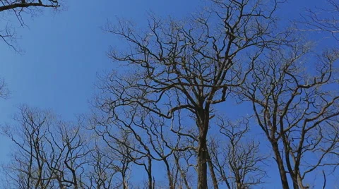 Bare trees in autumn Stock Footage 66111462