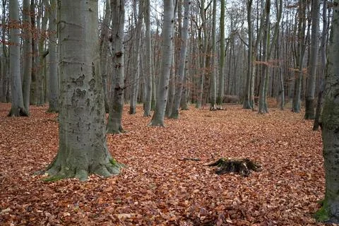 Bare trees in an autumn forest with fallen leaves Stock Photos