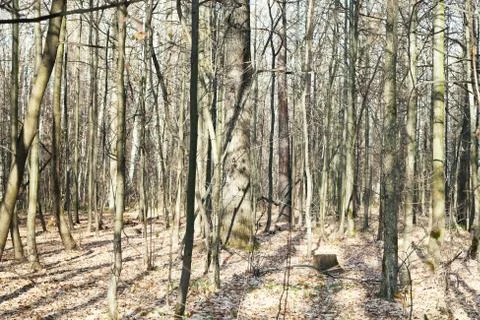 Bare trees in autumn forest Stock Photos