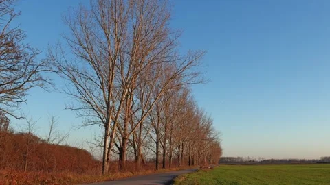 Bare trees basking in sunshine during winter, with green pastures Stock Footage 305593513