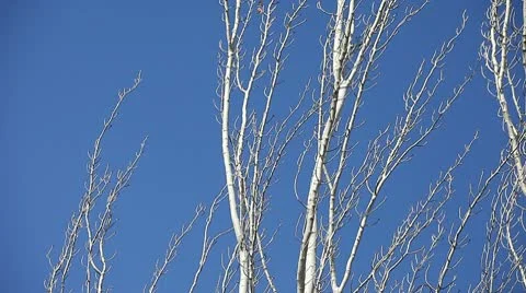 Bare trees with blue sky Stock Footage 10593915