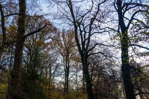 Bare trees before blue sky Stock Photos