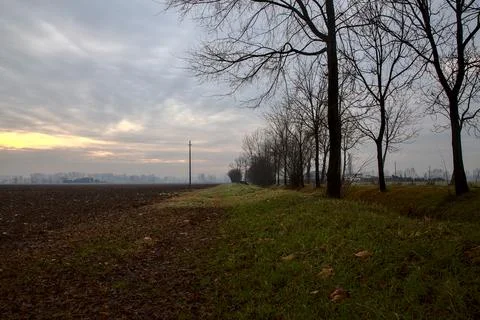 Bare trees that borders two field in late autumn in the italian countryside Stock Photos