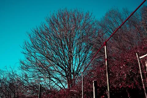 Bare trees. Branches like arms towards the blue sky. Stock Photos