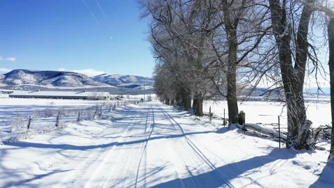 Bare trees cast long shadows over snowy lane-POV Stock Footage 148348830