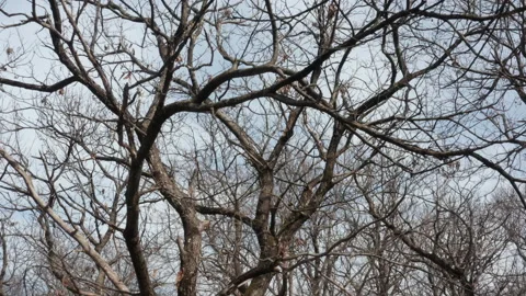 Bare trees in a chestnut forest in winter, on a sunny day. Leafless branches and Stock Footage 232829776