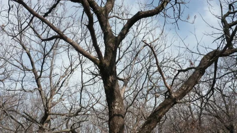 Bare trees in a chestnut forest in winter, on a sunny day. Leafless branches and Stock Footage 232878453