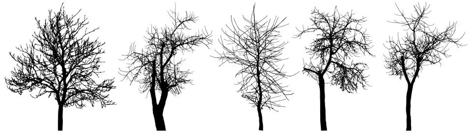 Bare trees (chestnut tree, apple tree, cherry tree), set of silhouette. Vecto Stock Illustration