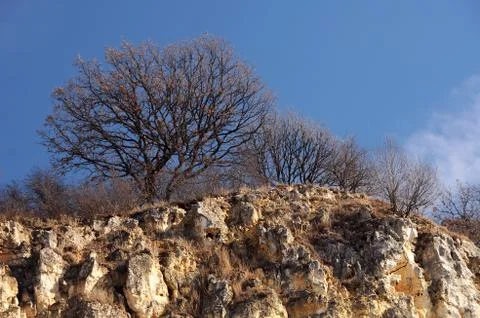 Bare trees on the cliff Stock Photos